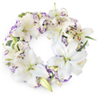 Displayed against a clean, bright white background, this circular funeral wreath appears both soft and composed, like a moment of stillness captured in floral form. The design is dominated by an unbroken ring of large white Oriental lilies, their wide, velvety petals unfolding in graceful arcs that draw the eye around the circle. Each lily reveals a subtle greenish-yellow heart and tall stamens tipped with warm rust-coloured pollen, small but striking details that add life and realism to the arrangement. Threaded between the lilies are beautifully ruffled sprays of Lisianthus, with white petals edged in tones of lilac, lavender, and soft purple, giving a gentle wash of colour that evokes evening light over the rooftops of North Watford. A few carefully placed buds-some slender and pointed like young lilies, others rounded like tiny ivory rosebuds-offer quiet hints of newness amid the mature blossoms. Beneath and behind the flowers, glimpses of dark and mid-green foliage appear, adding depth and suggesting a strong, natural base, much like the solid roots of the local community. The wreath's circular form is complete and symmetrical, symbolizing infinity, eternal love, and the continuous cycle of memory. Its overall impression is one of calm, dignified beauty, the kind of floral tribute a family might arrange for delivery to a local North Watford funeral home or church. In its combination of white purity and soft purple tenderness, the wreath seems to offer a comforting embrace, honouring a life with grace and supporting those left behind in their grief.