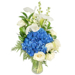 A tall, refined bouquet stands in a clear glass tapered vase, photographed against a pure white background so every detail reads plainly for the eye and the mind. At its heart sits a generous, rounded cluster of intense blue hydrangeas-rich, velvety heads that feel cool and full against the hand. Around that central swell nestle creamy white roses, their soft, layered petals unfurling in tight spirals that soften the composition and add a gentle, classic scent when lifted to the nose. From the top of the arrangement rise elegant white calla lilies, their trumpet-shaped spathes arching with sculptural grace and a faint green tinge at the base, introducing a vertical, serene line. Interspersed among these are slim spires of white snapdragon or stock, their tiny blossoms giving lively rhythm and a delicate, almost musical whisper of texture. The flowers are set among broad, glossy dark-green leaves-salal or lemon leaf-that give depth, while lighter, feathery fern fronds spill softly toward the vase rim, slightly blurring the silhouette and suggesting movement. The clear vase reveals neatly gathered stems and fresh water, a sign of careful mechanics and freshness. Bathed in soft, neutral light the palette of deep blue, pristine white, and vibrant green reads as calm yet vivid, suitable for sympathy, an elegant anniversary gift, or a luminous table centerpiece. As a florist who often delivers around Cassiobury Park and Watford High Street, I see how this restrained blue-and-white scheme comforts and elevates a room, offering quiet sophistication and tactile beauty in equal measure.