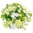 The photograph captures a meticulously crafted white and green chrysanthemum bouquet from a bird's-eye view, the blooms arranged in a rounded, almost cloud-like cluster that stands out crisply against a pure white backdrop. Dominating the composition are white chrysanthemums in several forms: petite daisy-style sprays with slim, even petals and clear green-yellow centres; larger, more traditional chrysanthemums with densely layered petals forming soft, plush domes; and a scattering of longer-petalled, slightly spiky blooms that introduce a gentle, feathery texture. These white flowers create a sense of calm and cleanliness, like freshly washed linens catching the light in a North Watford townhouse window. Punctuating the whites are vivid green Santini button chrysanthemums, their compact, globe-shaped heads densely textured and intensely coloured, injecting energy and contrast into the design. Intermingled with them are pale lime-green spider or cremon chrysanthemums, their long, fine petals stretching outward from subtle green cores that slowly fade into lighter tips, resembling miniature green fireworks caught mid-burst. Beneath and between the flowers, layers of deep green foliage fill the negative space, the slightly serrated leaves providing structure and a natural, leafy cushion that enhances the bouquet's fullness. The soft, even lighting creates minimal shadow, ensuring every petal and leaf is clearly defined while preserving the bouquet's cool, refreshing palette. The overall impression is of purity, balance, and quiet optimism, making this arrangement ideal for a serene centrepiece in a North Watford home, a comforting sympathy tribute, or a gentle way to send well-wishes through local same-day flower delivery across the area.