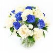 A graceful sympathy bouquet of blue and ivory roses is captured here in a minimalist setting, standing tall in a clear glass vase against a clean white background that heightens every detail of the blooms. The royal blue roses create a rich, contemplative mood, their velvety petals layered in tight spirals that suggest depth, dignity, and remembrance. Soft ivory roses are interspersed among them, their creamy petals opening in gentle curves that lend comfort and human warmth to the design. Slender stems of white freesia weave between the roses, dotted with small trumpet flowers and buds that arc softly outward, adding elegance and a sense of quiet movement, as if the bouquet is breathing. Fine sprays of baby's breath scatter between the larger flowers, their miniature white blossoms forming a light, misty veil that softens the transitions from blue to cream. Deep green leaves nestle at the base and back of the composition, framing the flowers and providing a cool, natural contrast that helps the colours stand out without appearing harsh. The vase is simple and cylindrical, with crystal-clear water revealing a tidy cluster of stems, suggesting careful preparation by an experienced North Watford florist accustomed to creating condolence flowers for services near North Watford Cemetery or family homes close to Courtlands Drive. The lighting is even and bright, illuminating each petal and leaf so that the arrangement appears freshly made, yet the mood remains tranquil. Overall, the bouquet feels like a quiet, respectful expression of sympathy, offering solace and calm at a time when words may be difficult to find.