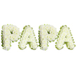 A tender, dignified sympathy tribute composed of four large, uppercase letters spelling PAPA, each letter formed from dense clusters of small, pristine white spray chrysanthemums. The blooms are packed closely to create a gently domed, cushion-like surface across every letter, the ruffled petals catching a soft, diffuse studio light that brings out subtle ivory shading at the flower centres. Along the edges a pale, lime-green ribbon is folded in a neat, slightly wavy pleat, or alternately a narrow band of fresh light-green foliage, which frames each character with a clean, reassuring line and gives the arrangement quiet depth against the pure white background. From the side you can see the careful layering of stems and wirework that supports each letter, a sign of measured, experienced craftsmanship and of the floral foam beneath keeping the blossoms freshly hydrated. The scent is faint and comforting, the mild, green scent of chrysanthemums barely perceptible but adding to the sense of calm. This horizontal, showroom-style presentation reads clearly from a distance and is appropriate for a funeral service, graveside tribute, or chapel display honoring a father or grandfather. The choice of white blooms and soft green trim is traditional and consoling-symbols of purity, remembrance and peace-making the tribute a quietly powerful expression of farewell and love. A local florist in North Watford might place such a piece near Cassiobury Park for a remembrance ceremony or bring it to a chapel close to Watford High Street, where families gather to honour a beloved paternal figure.