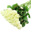 A luxuriant spray of white roses is displayed on a spotless white surface, the stems angled diagonally so that the blooms form a flowing cascade from the lower-left toward the centre of the frame. Around two dozen roses sit closely packed together, their creamy white petals layered in soft spirals that are either gently cupped or just beginning to open. The slight greenish flush at the base of some petals and the crisp edges of each flower give the unmistakable impression of freshly cut stems, as if they have only just arrived from the coolers of a North Watford flower shop at the start of the day. Supporting the opulent cluster of blossoms, long stems stretch toward the upper-right, wrapped in lush, deep green foliage. The leaves vary in depth of colour, some a near-emerald green, others carrying a muted reddish tone along the margins or underside, suggesting both vitality and natural variation. The entire bouquet rests on a brilliant white background lit by bright, even light that minimizes shadows and highlights the gentle sheen on the petals and the intricate texture of the leaf veins. There is a sense of stillness and poise, as though this arrangement is waiting to be lifted and tied with ribbon before being delivered across North Watford by Flower Delivery North Watford to a quiet home near the local parks or a chapel service. The visual story evokes purity, respect, and heartfelt sentiment, making these white roses equally at home in wedding imagery, sympathy tributes, or intimate celebrations where a calm, elegant presence is needed.